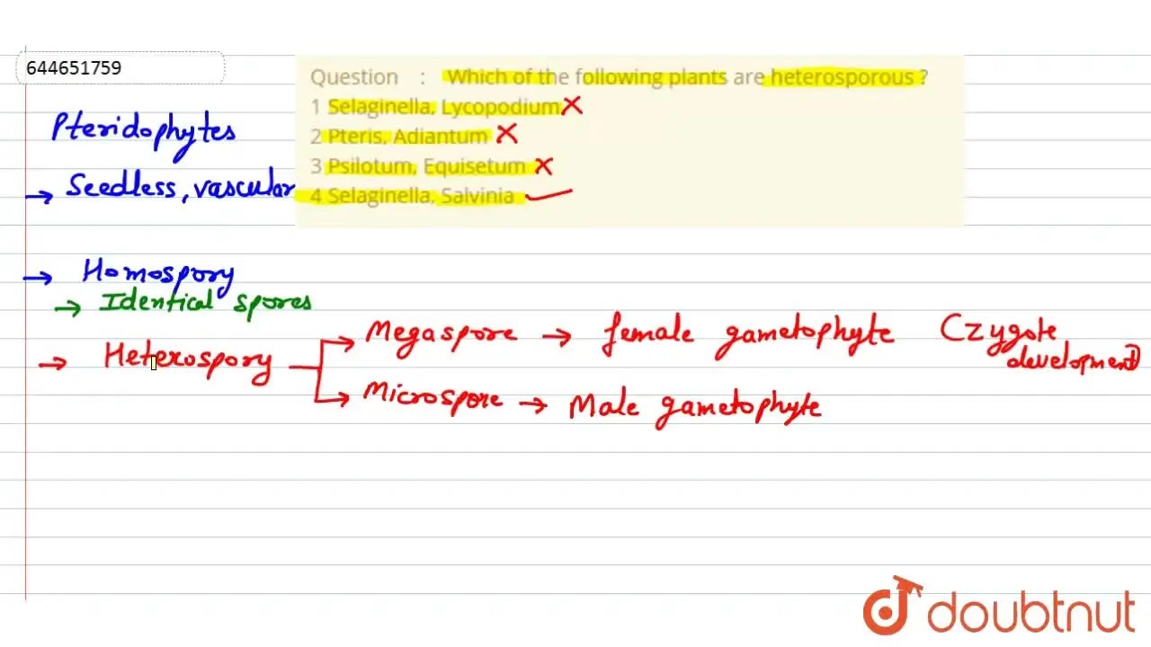 Which of the following plants are heterosporous ? 1 Selaginella, L