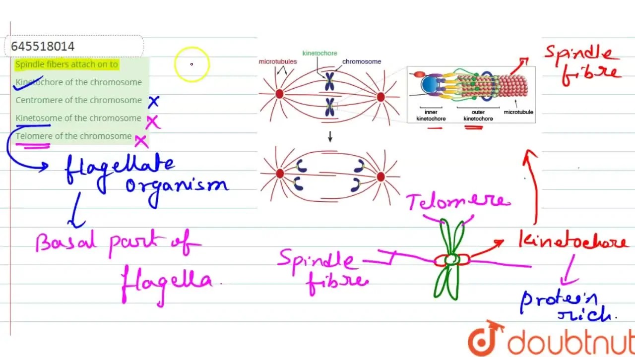 [Bengali Solution] Spindle fibers attach on to