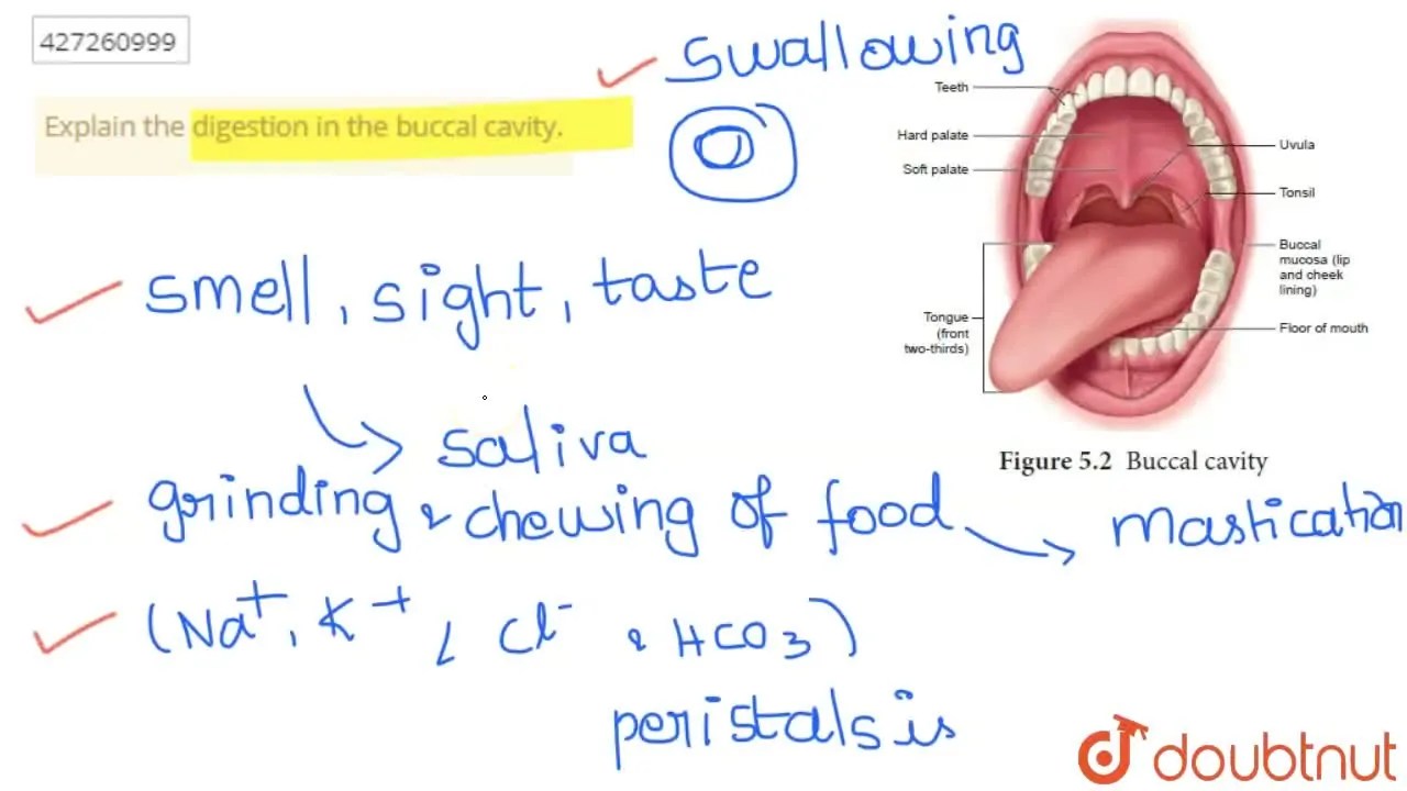 [Tamil Solution] Explain the digestion in the buccal cavity.