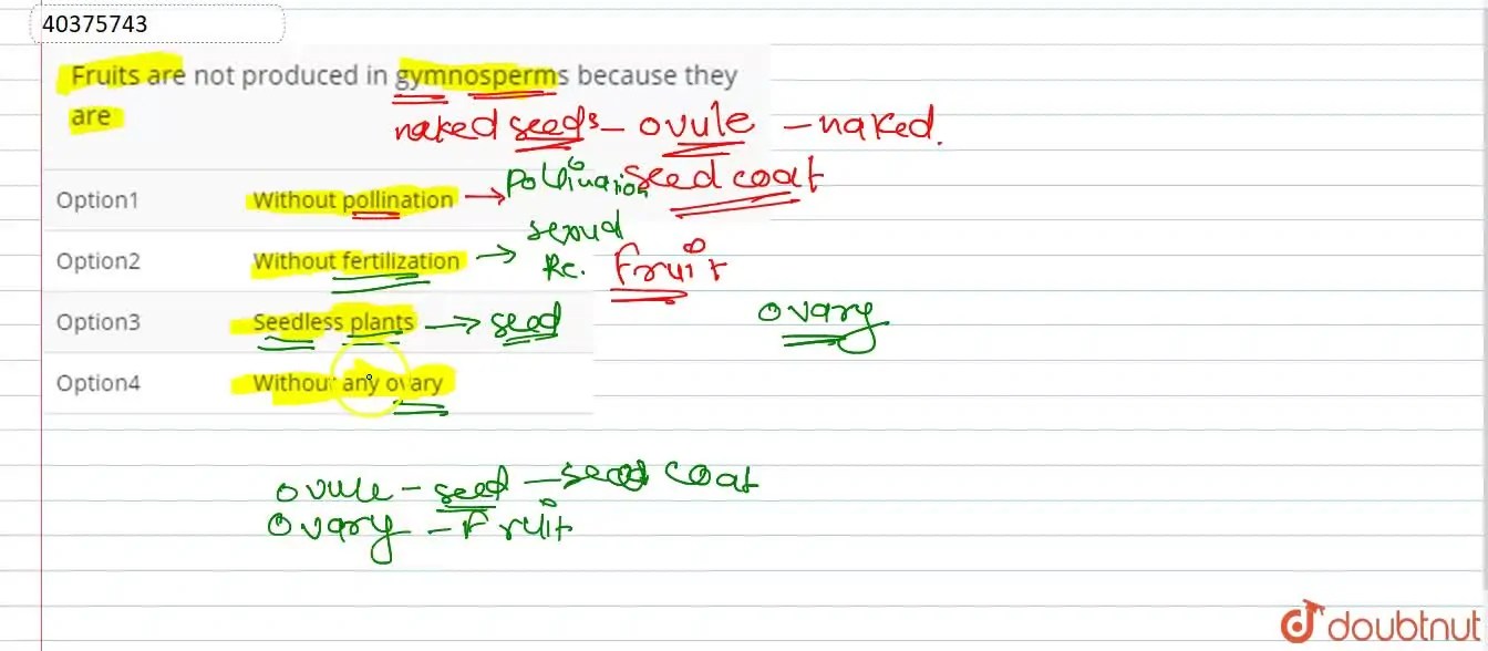 Fruits are not produced in gymnosperms because they are