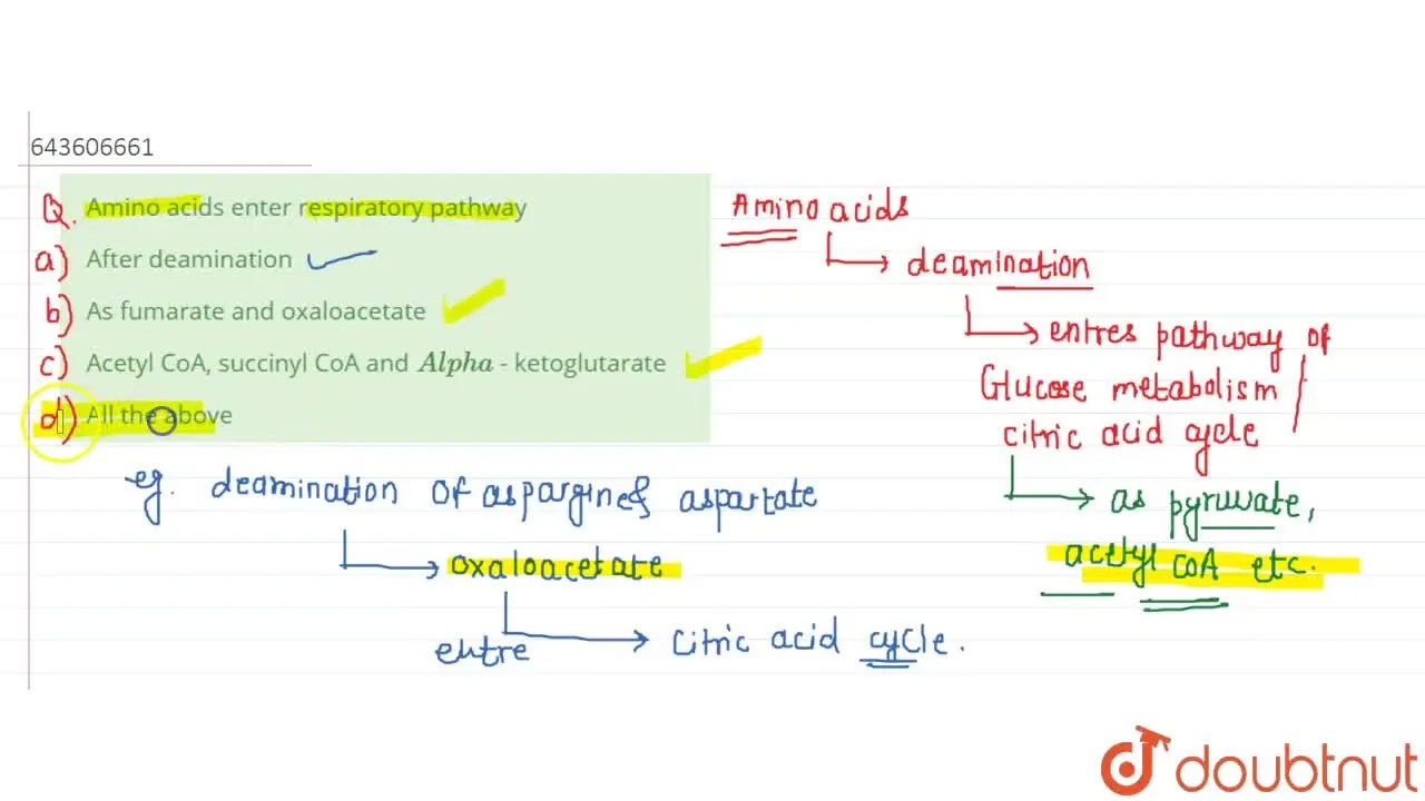 [Marathi Solution] Amino acids enter respiratory pathway