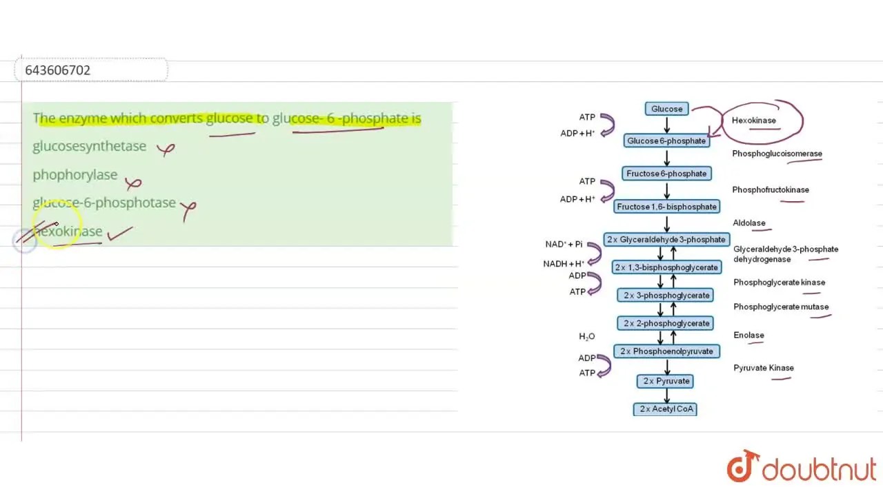 [Marathi Solution] The enzyme which converts glucose to glucose 6 ph