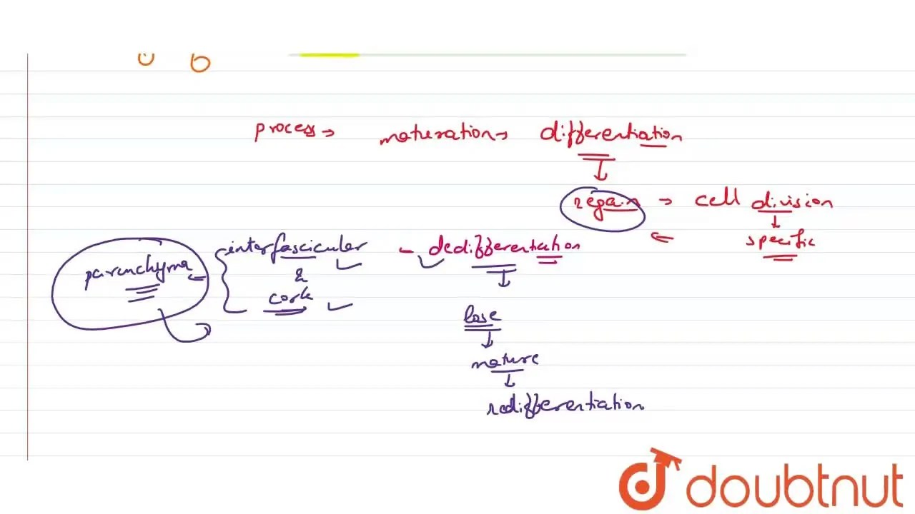 [Gujrati Solution] Interfascicualr cambium and cork cambium are formed