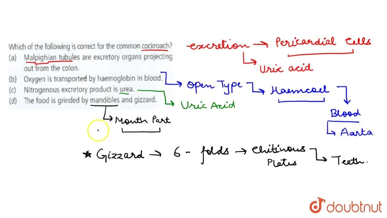 Nitrogenous excretory product is urea
