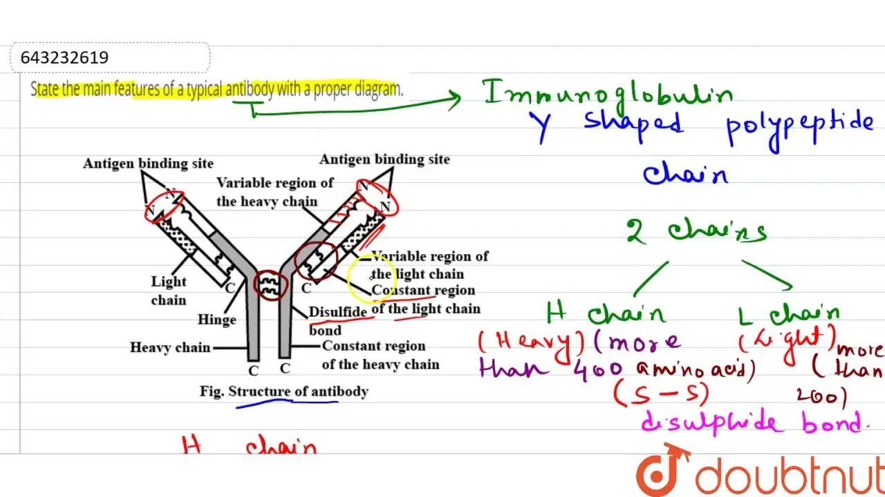 [Bengali Solution] State the main features of a typical antibody with