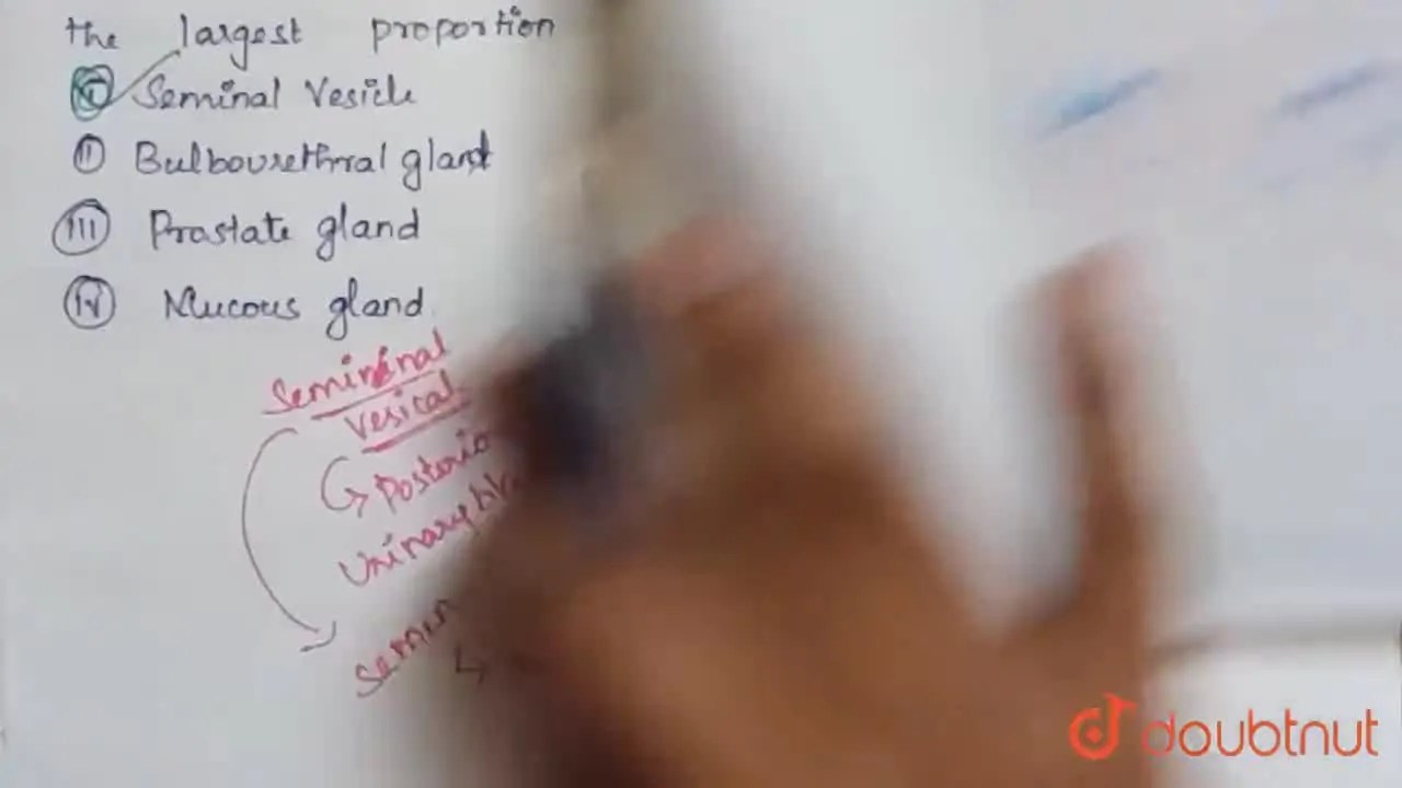 [Tamil Solution] The glandular accessory organ which produces the larg