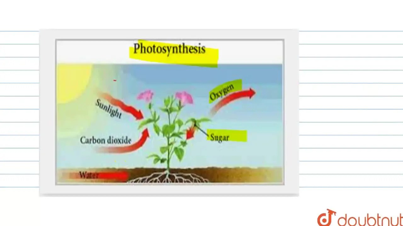 [Punjabi] What raw materials are needed for a plant to get the process