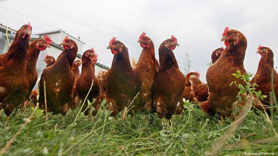 Chlorine Chicken No Thank You DW 08/19/2014