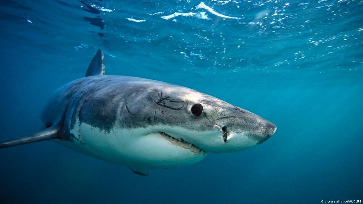 Has A Dog Ever Been Eaten By A Shark