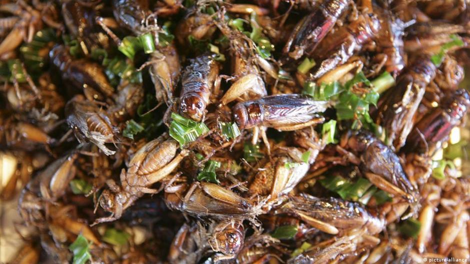 Cataloguing South Africa's edible insects DW 12/17/2020