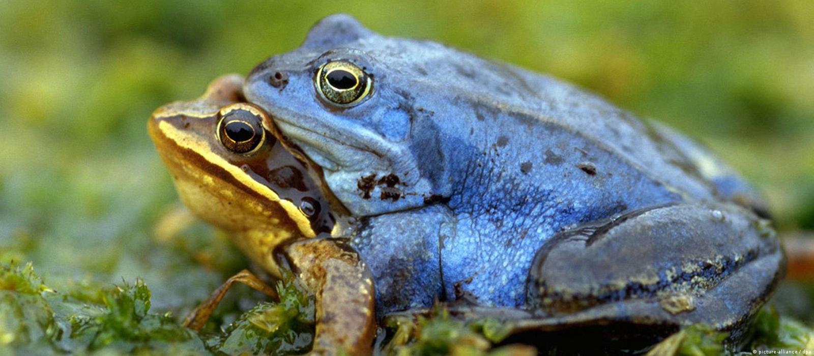 Do Dogs Feel Pleasure When They Mate