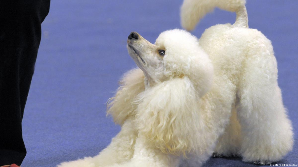 World's biggest dog show takes place in Leipzig DW 11/08/2017