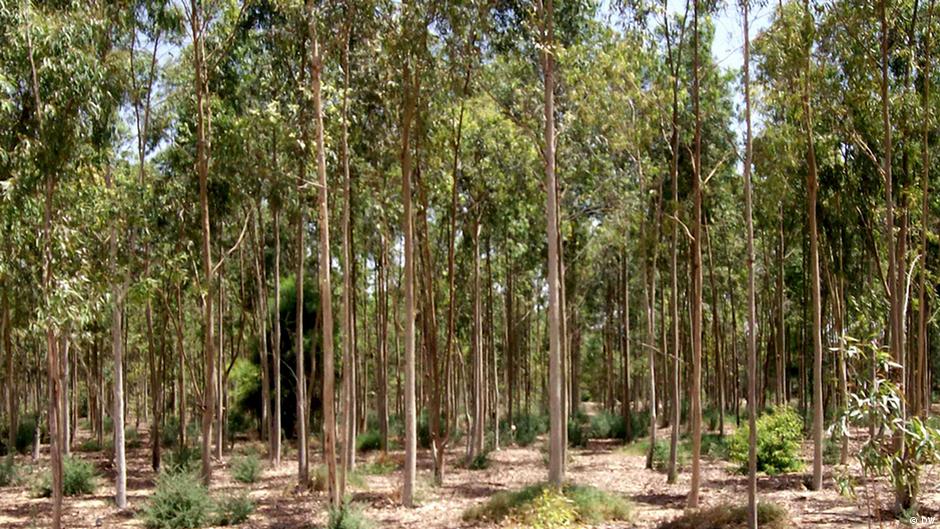 A forest in Egypt's desert DW 11/18/2013