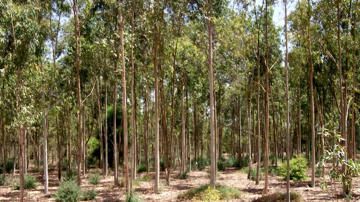 Árboles en el desierto DW 10/12/2013