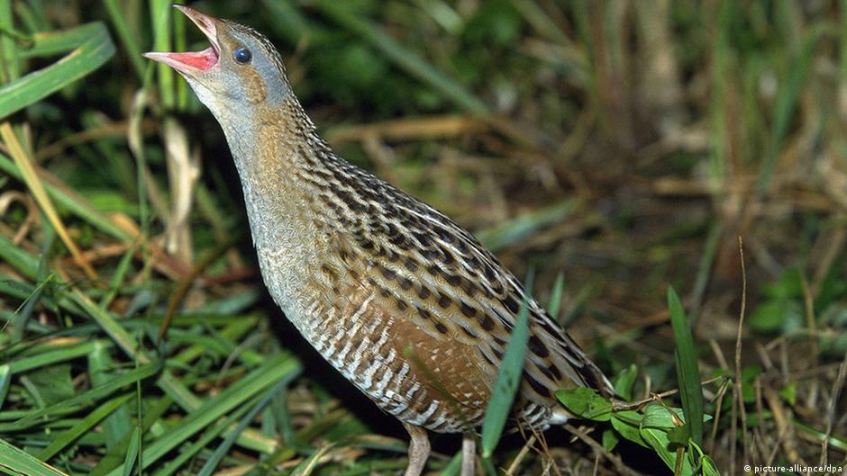 Russian bird atlas finally takes flight Environment All topics from