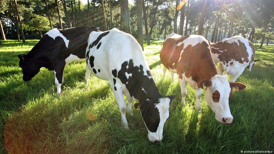 Antibodies in cow′s milk prevent HIV, study says Science Indepth