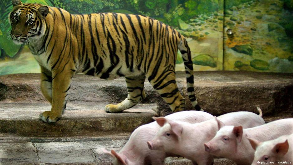 Do all animals communicate with each other? DW 05/12/2014