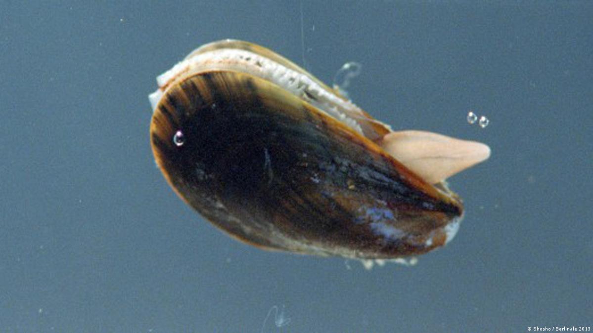 speciesoftheweek The clam DW 11/14/2014