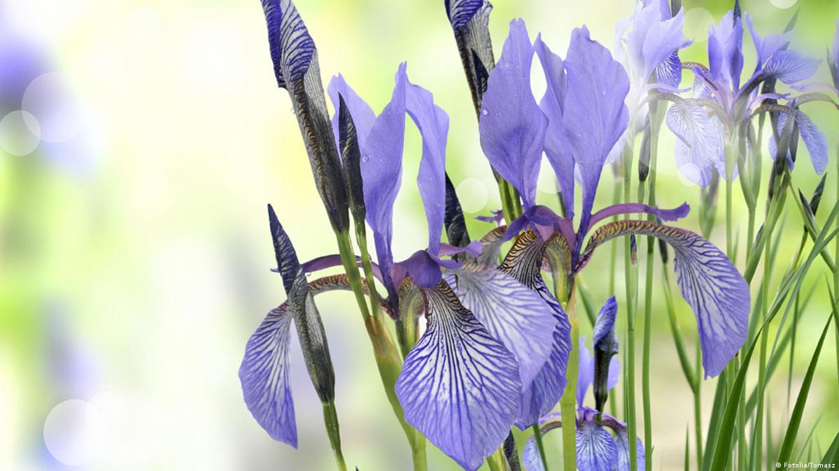 How violets get ants to spread their seeds DW 06/13/2013