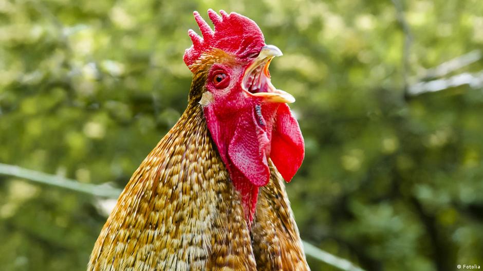 Happy chickens – DW – 03/13/2015