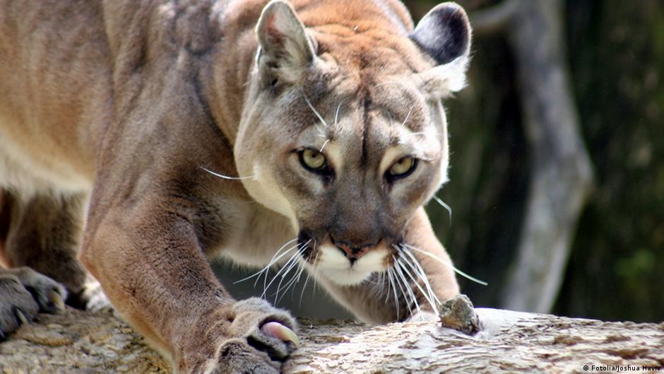 Jogger fights off mountain lion, kills it DW 02/05/2019