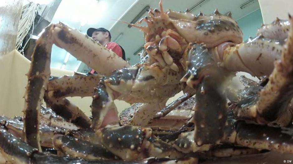 Norway King Crabs save Jobs DW 11/27/2013