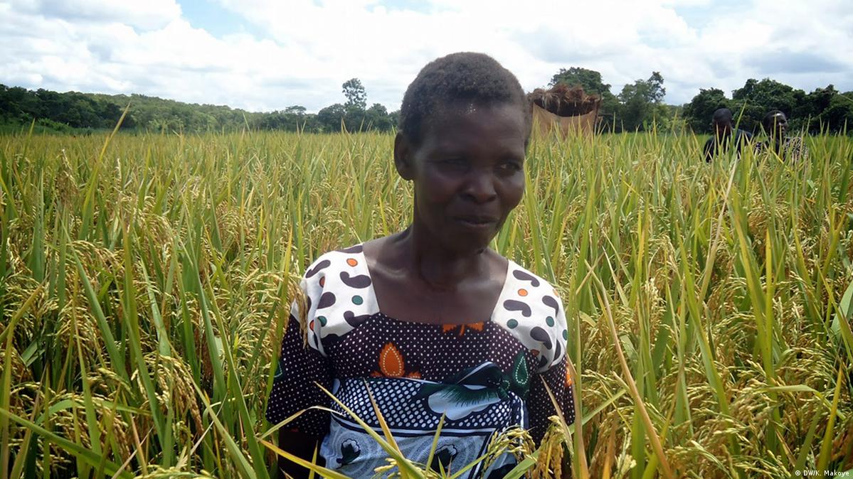 Tanzania's rice farmers boost production DW 10/29/2015