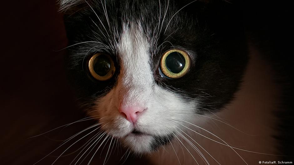 Tierische Redewendungen | Alltagsdeutsch – Podcast | Dw | 06.05.2008 529_x_940_jpg