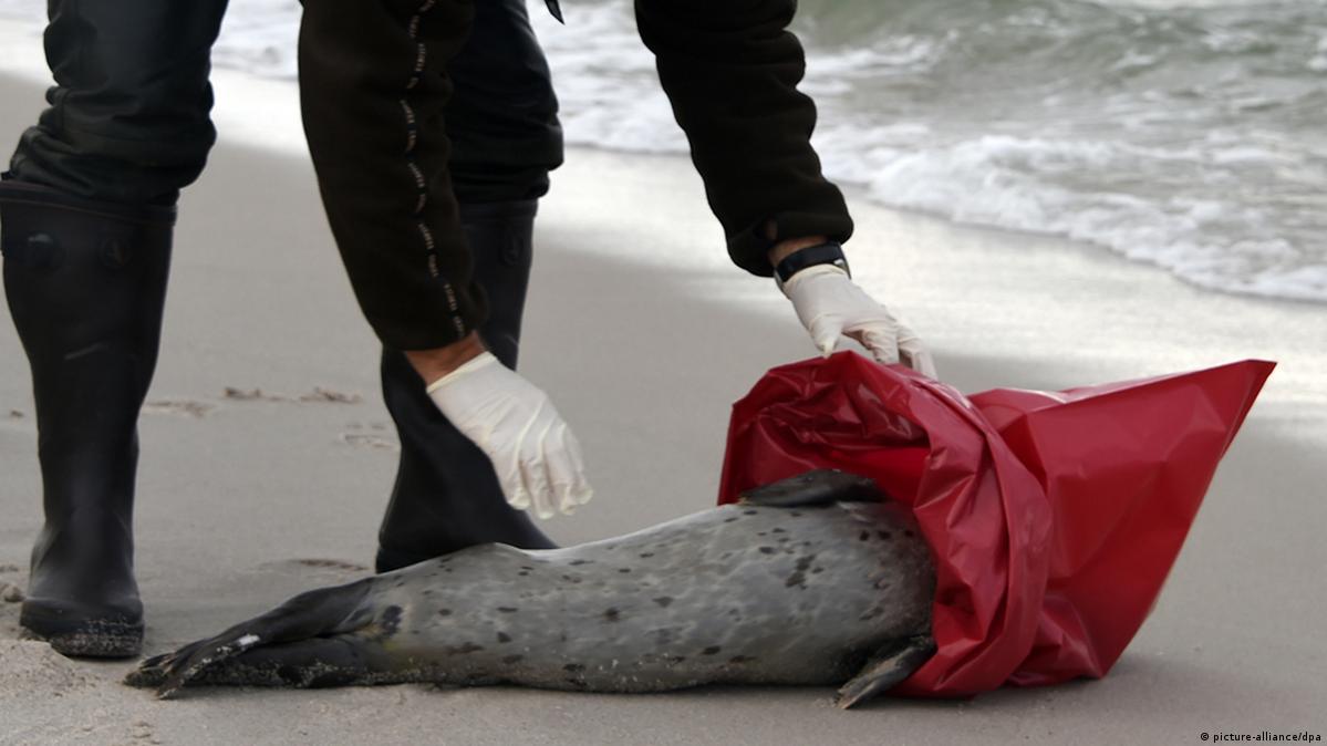 Dead Seals With Bird Flu at Shawn Sutter blog