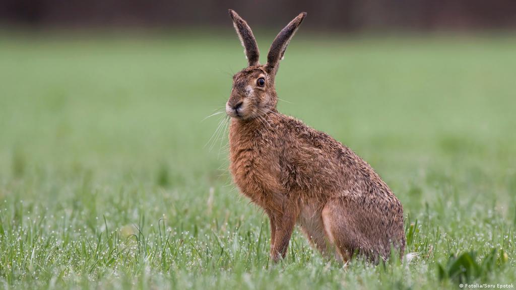 Hase | Sprachbar | Dw | 13.04.2009 576_x_1024_jpg