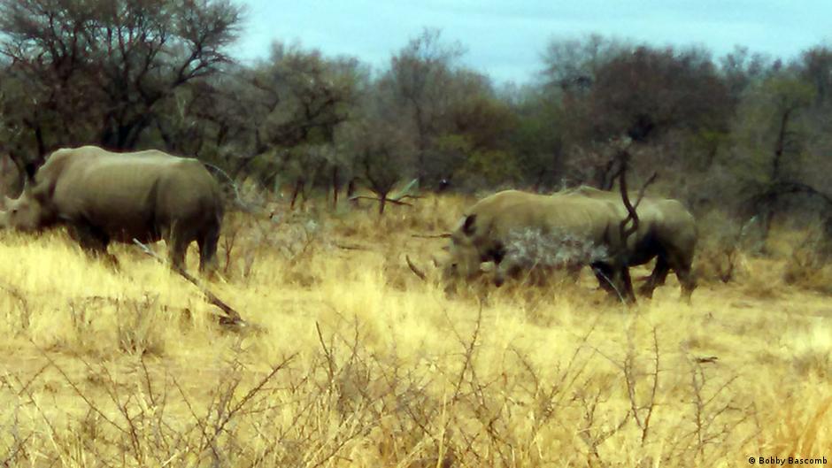 Rhinos for sale DW 11/20/2014