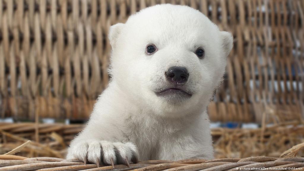 Weight Of Baby Polar Bear clonazepamiia