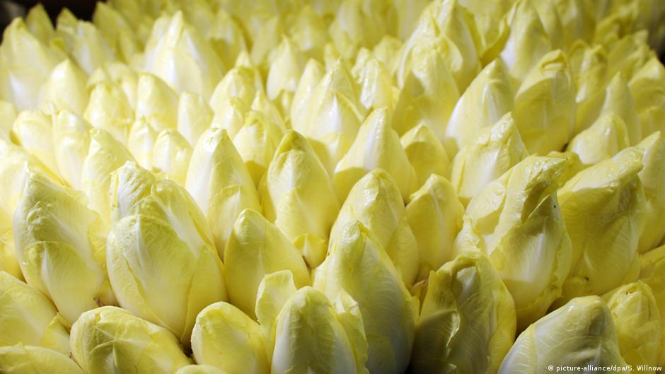 Chock Full of Vitamins Chicory DW 10/14/2015