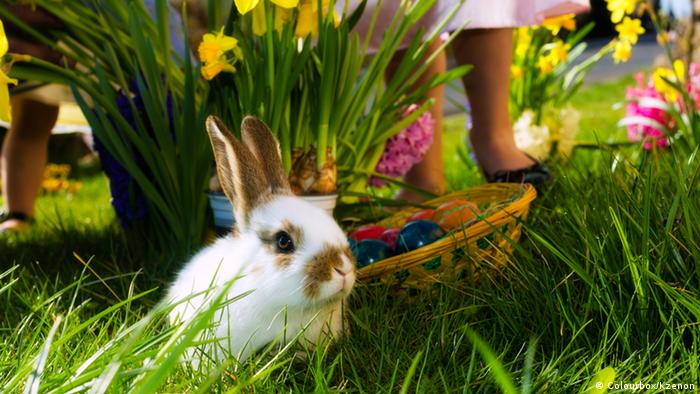 Where The Easter Bunny Came From Lifestyle Dw 01 04 2018