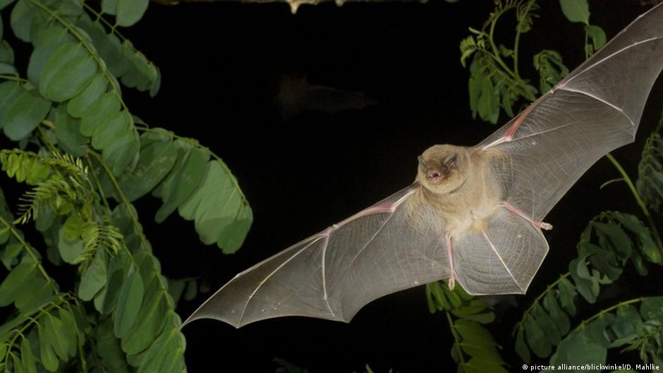International Bat Night helping endangered bats matter Environment All topics from climate
