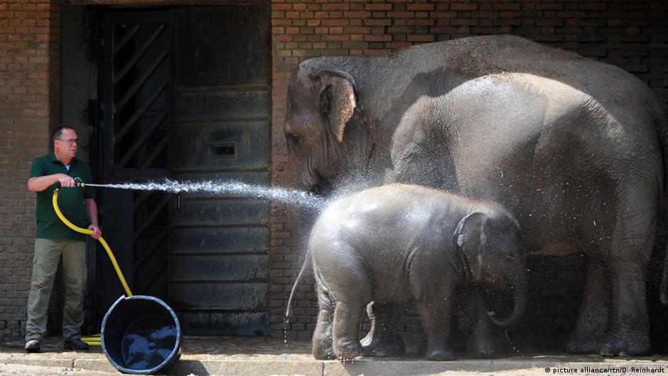 Langkah langkah peranan manusia memelihara haiwan terancam Alidanp