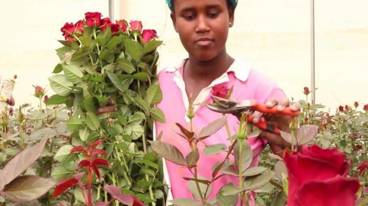 Ethiopia's flourishing flower industry DW 08/07/2015
