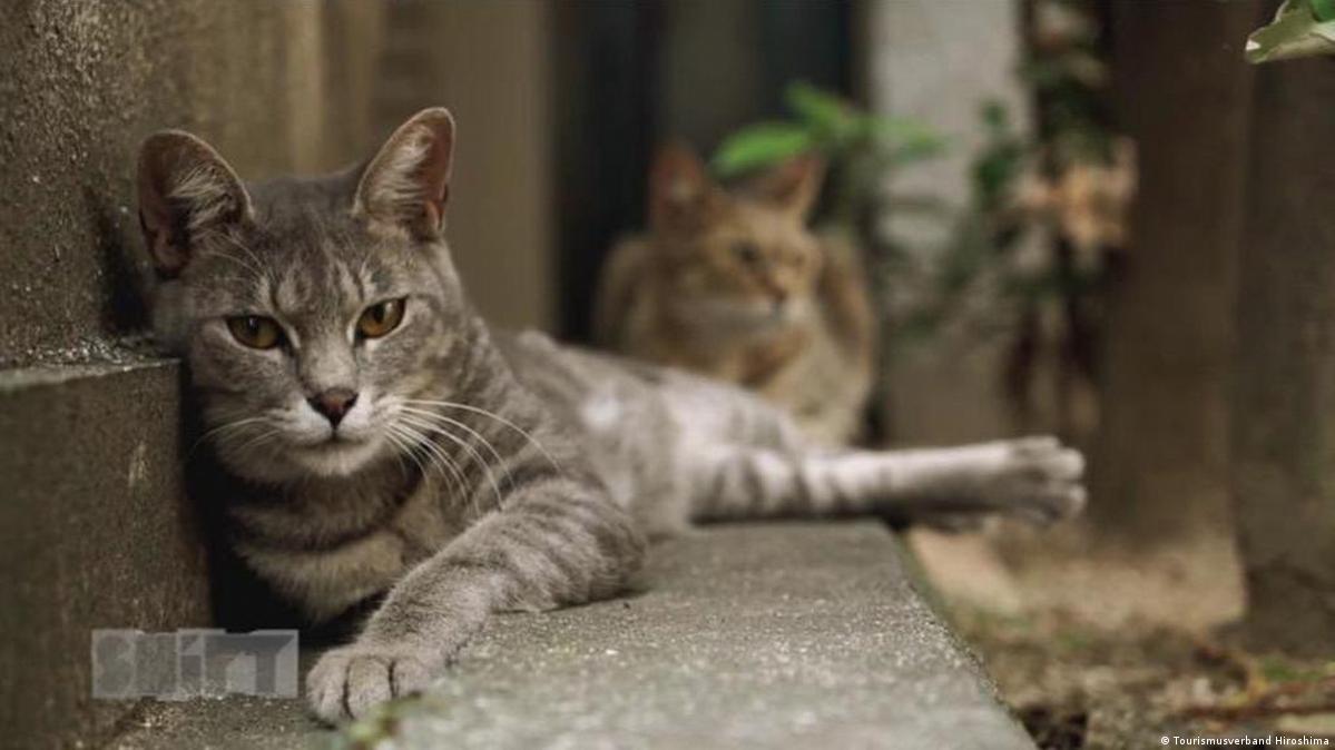 A cat'seye view of Japan DW 10/13/2015