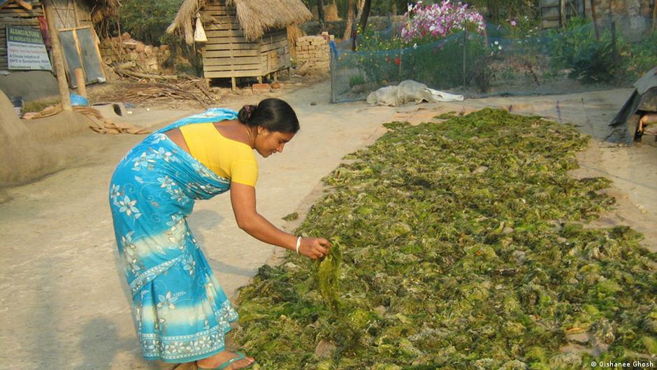 Seaweed cultivation ushers waves of change in the Sundarbans