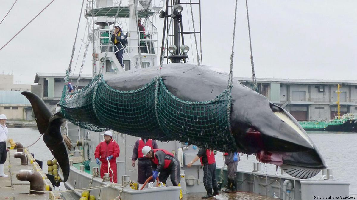 Japan's 'horrific' whale hunting? DW 11/30/2017