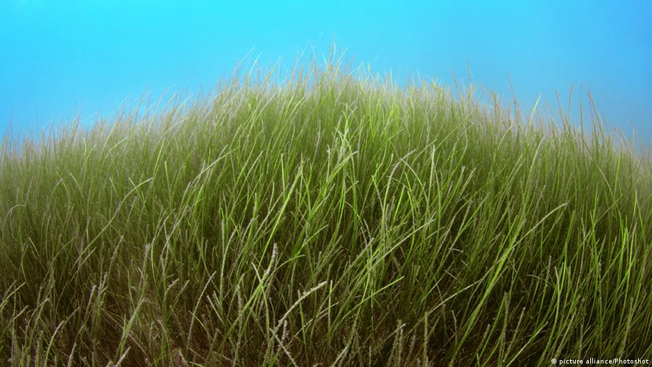 Coastal protection with artificial seagrass DW 11/30/2018