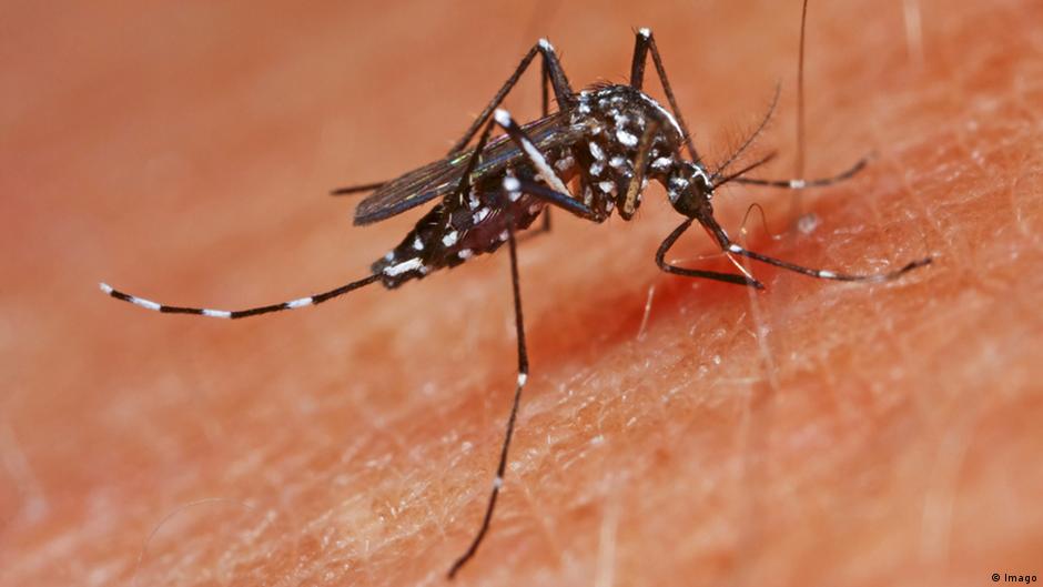 How to protect yourself from Asian tiger and bush mosquitoes DW 08