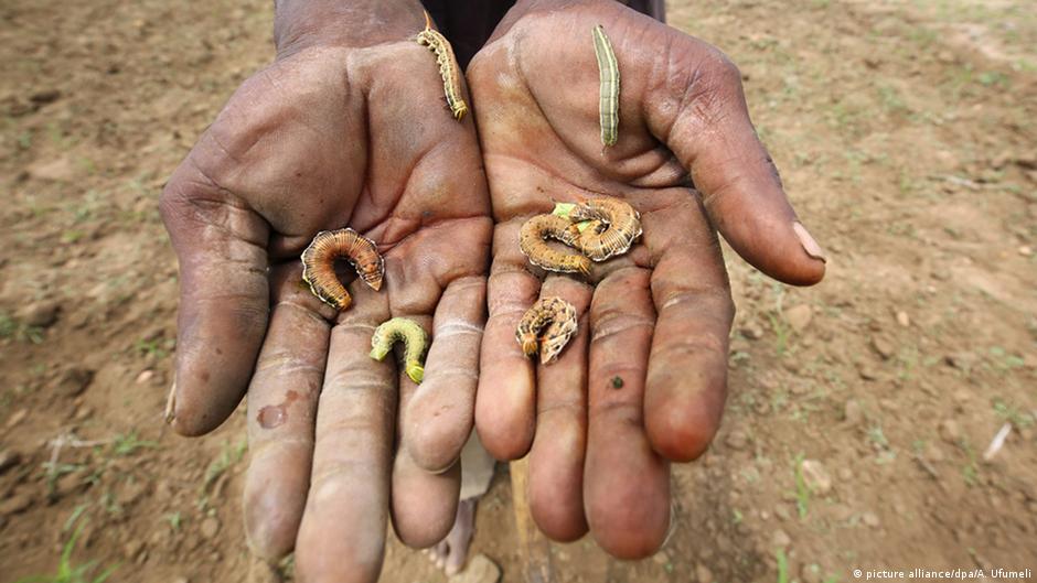Zimbabwe food in short supply after record drought DW 07/07/2016