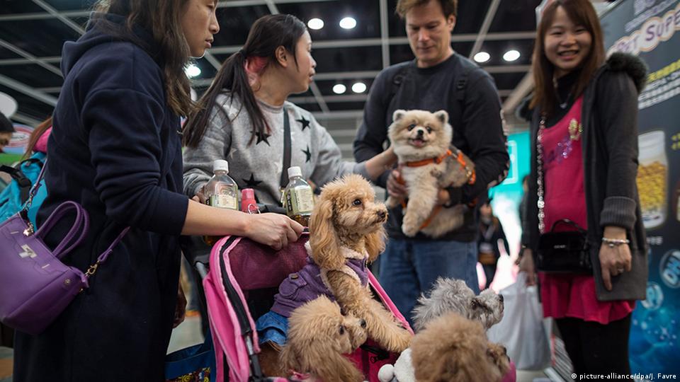 Are Dogs Allowed In Hong Kong