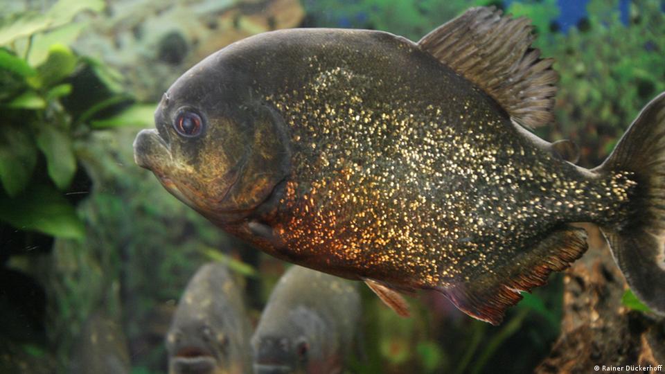 Piranha Eating Live Cow