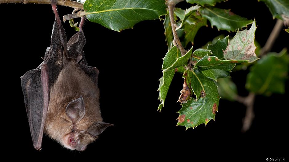 Why do bats sleep upside down? DW 08/02/2019