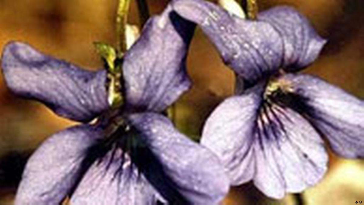 Evolutionary Tricks How violets disperse their seeds DW 06/13/2013