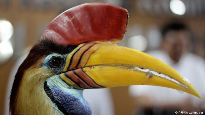 Kondisi Burung Langka Enggang Gading Di Kalimantan Makin Kritis Beranda Dw 17 10 2016