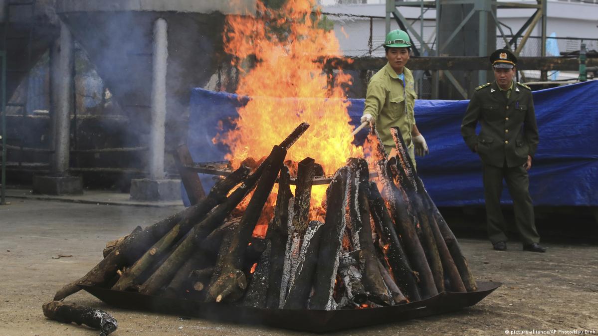 Vietnam torches illegal ivory and rhino horn cache DW 11/12/2016