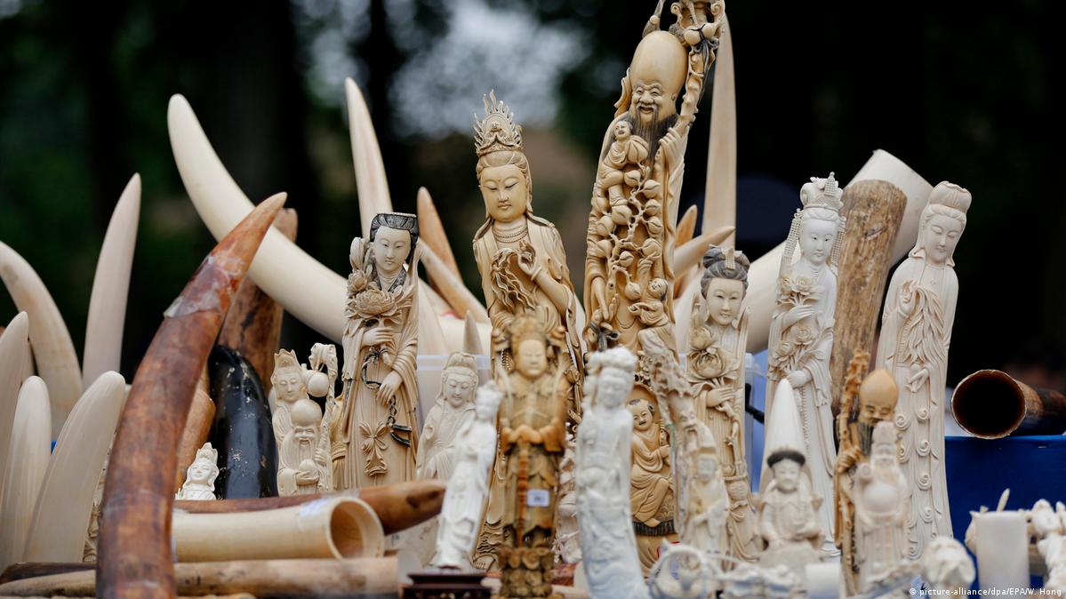 China hailed for ivory ban DW 01/05/2017